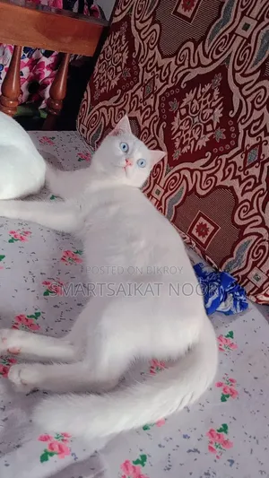 6-12 Months Female Mixed Breed Persian