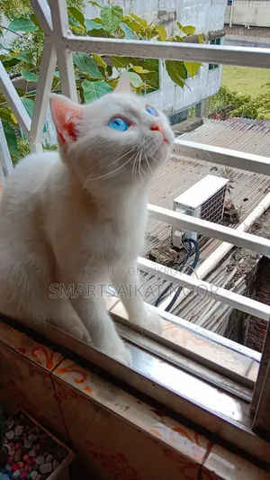 6-12 Months Female Mixed Breed Persian