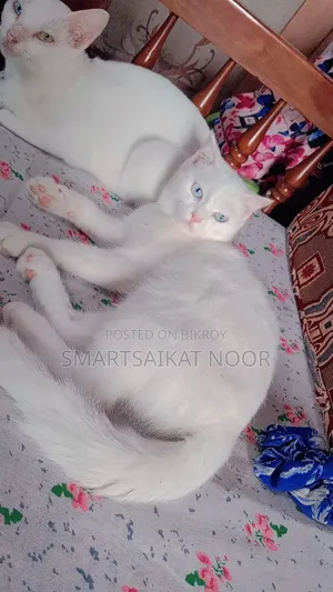 6-12 Months Female Mixed Breed Persian