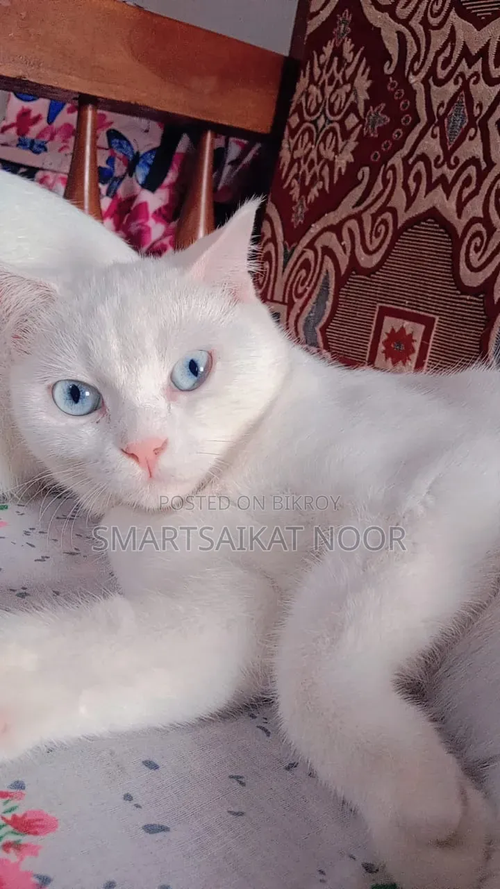 6-12 Months Female Mixed Breed Persian
