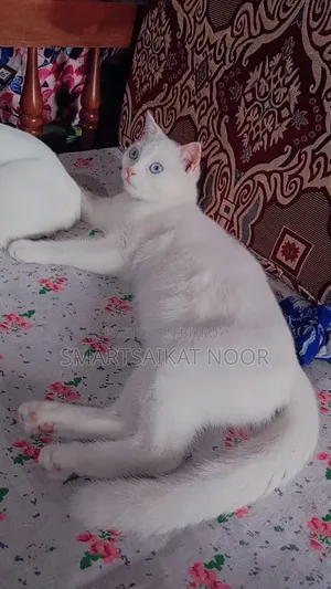 6-12 Months Female Mixed Breed Persian