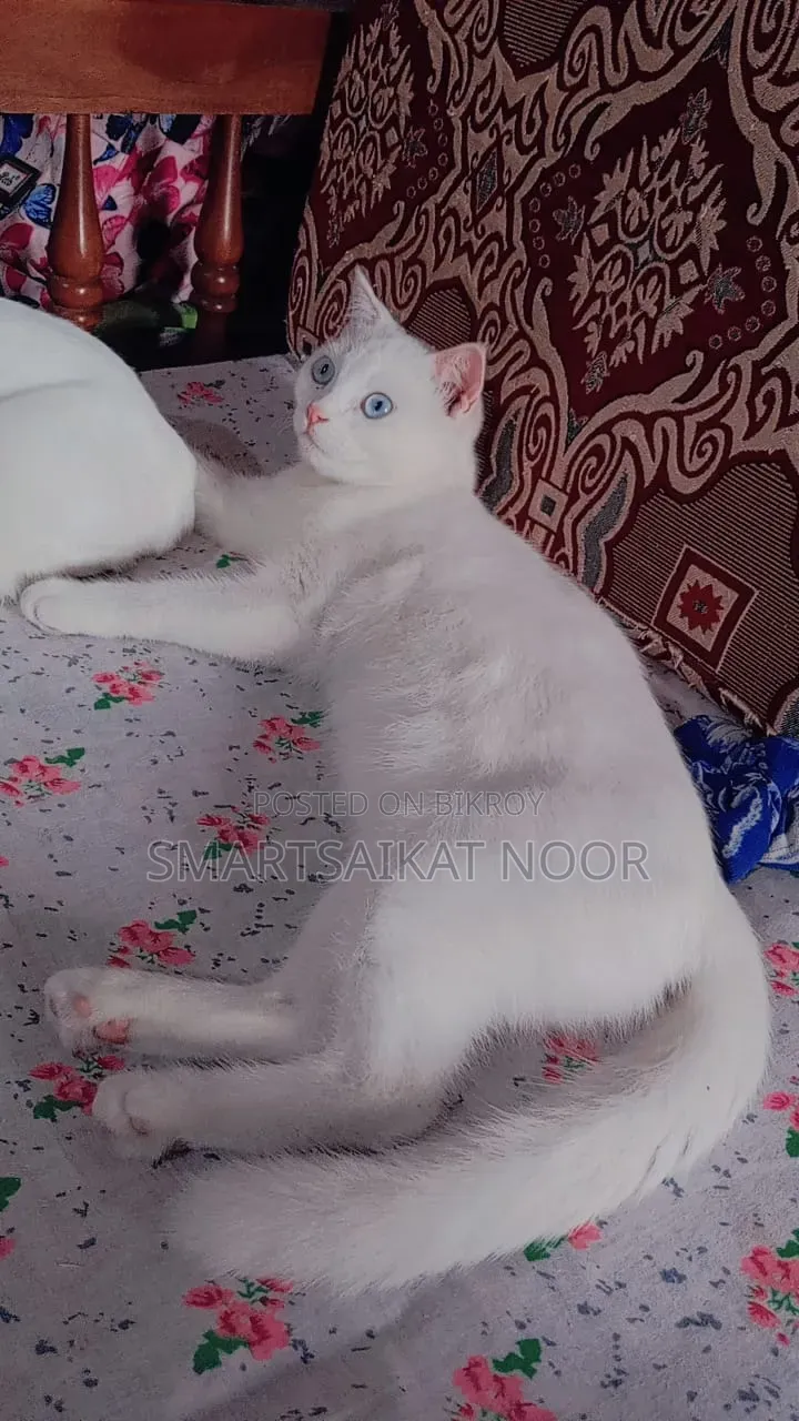 6-12 Months Female Mixed Breed Persian