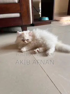 3-6 Months Female Purebred Persian