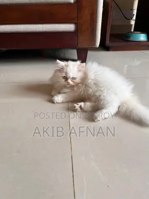 3-6 Months Female Purebred Persian