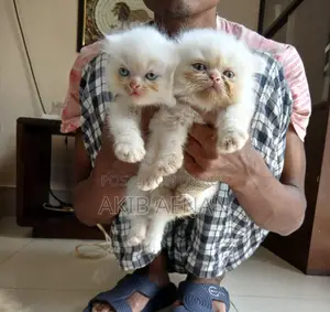 3-6 Months Female Purebred Persian
