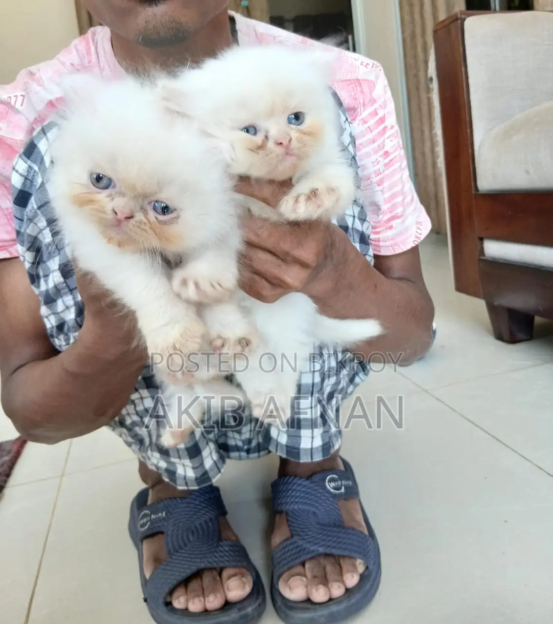 3-6 Months Female Purebred Persian