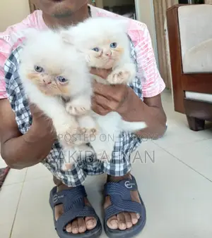3-6 Months Female Purebred Persian