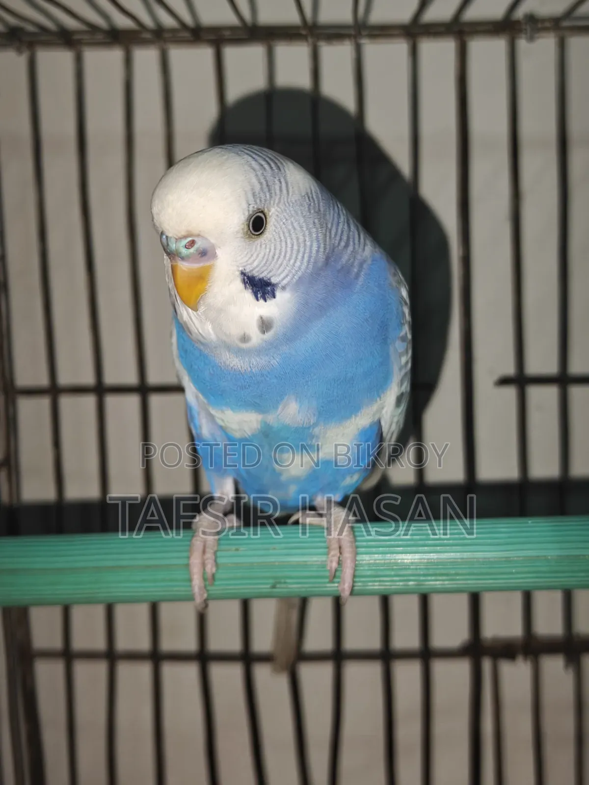 New Adult Budgie Pair