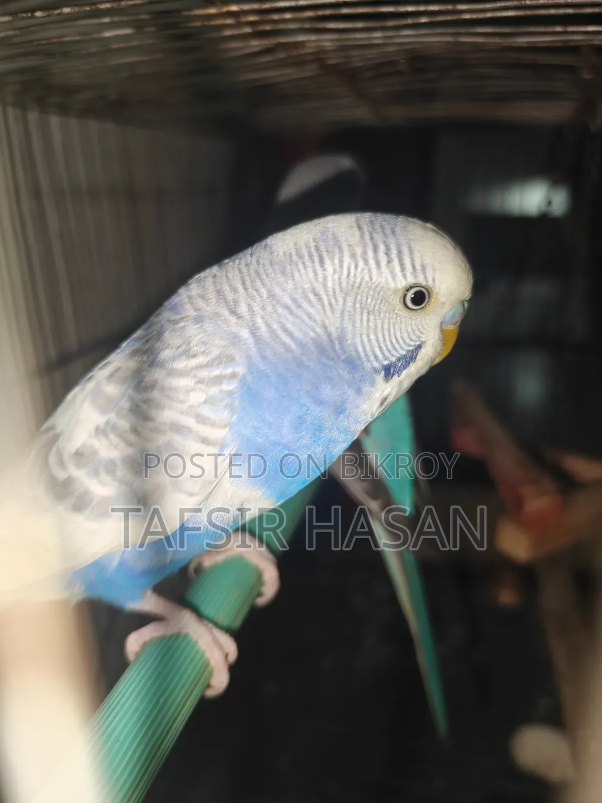 New Adult Budgie Pair
