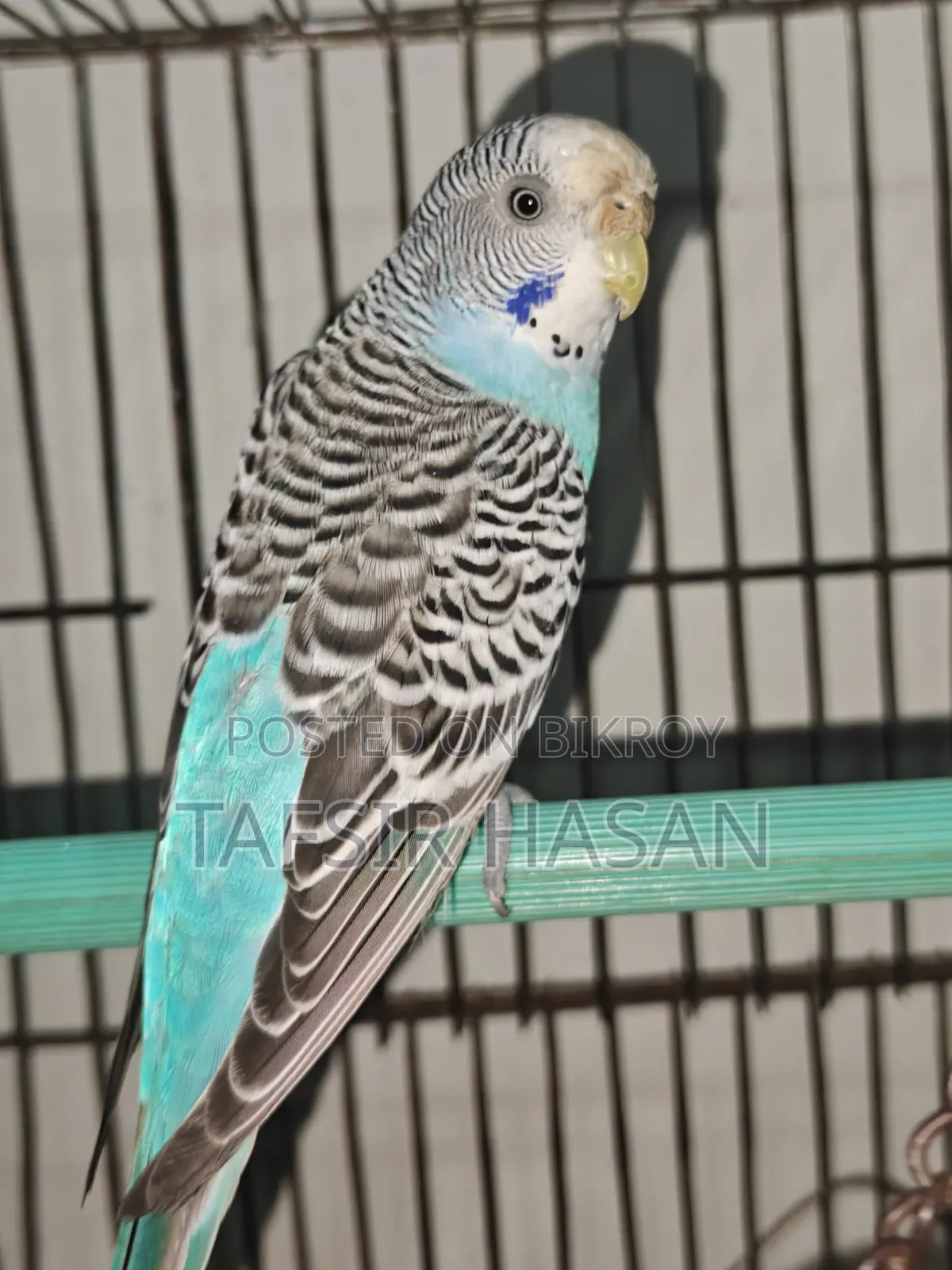 New Adult Budgie Pair