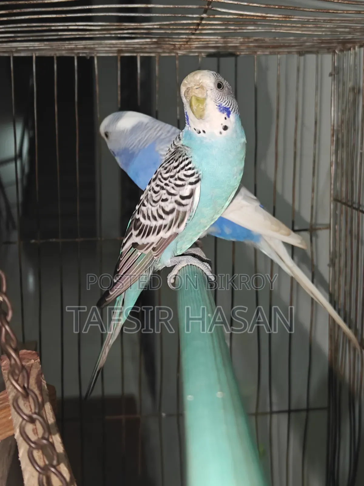 New Adult Budgie Pair