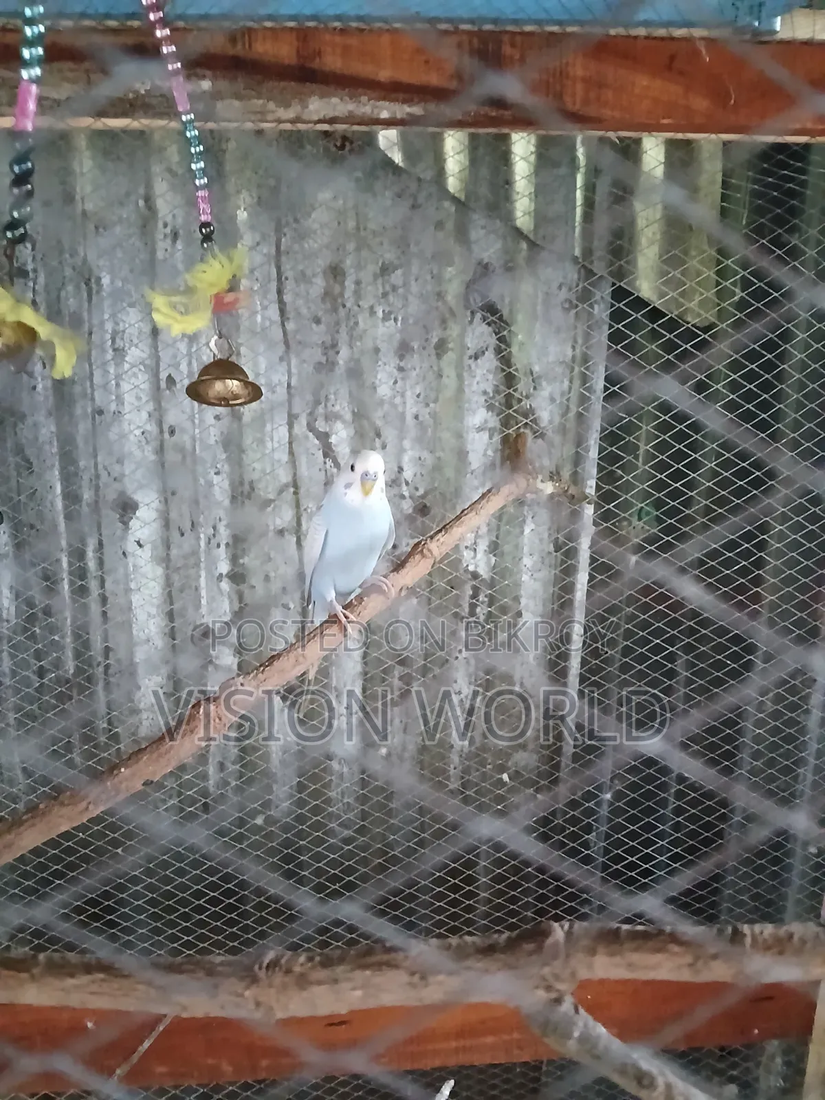 New adult three-piece male budgerigar for sale