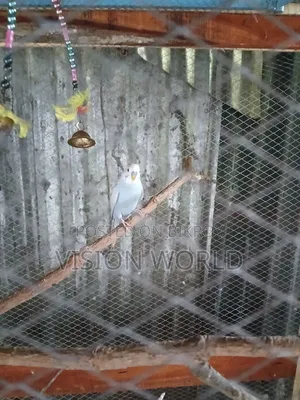 New adult three-piece male budgerigar for sale