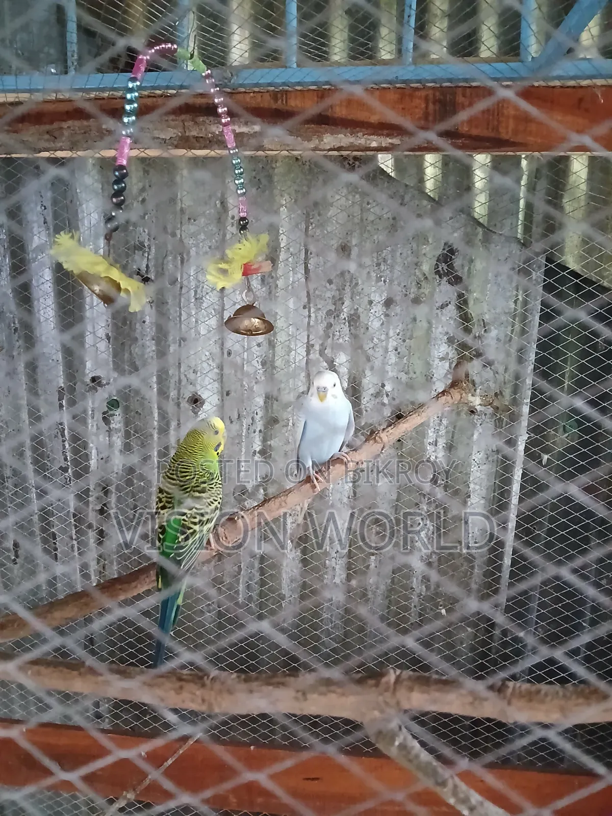 New adult three-piece male budgerigar for sale