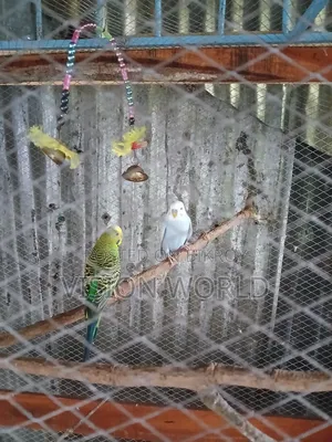New adult three-piece male budgerigar for sale