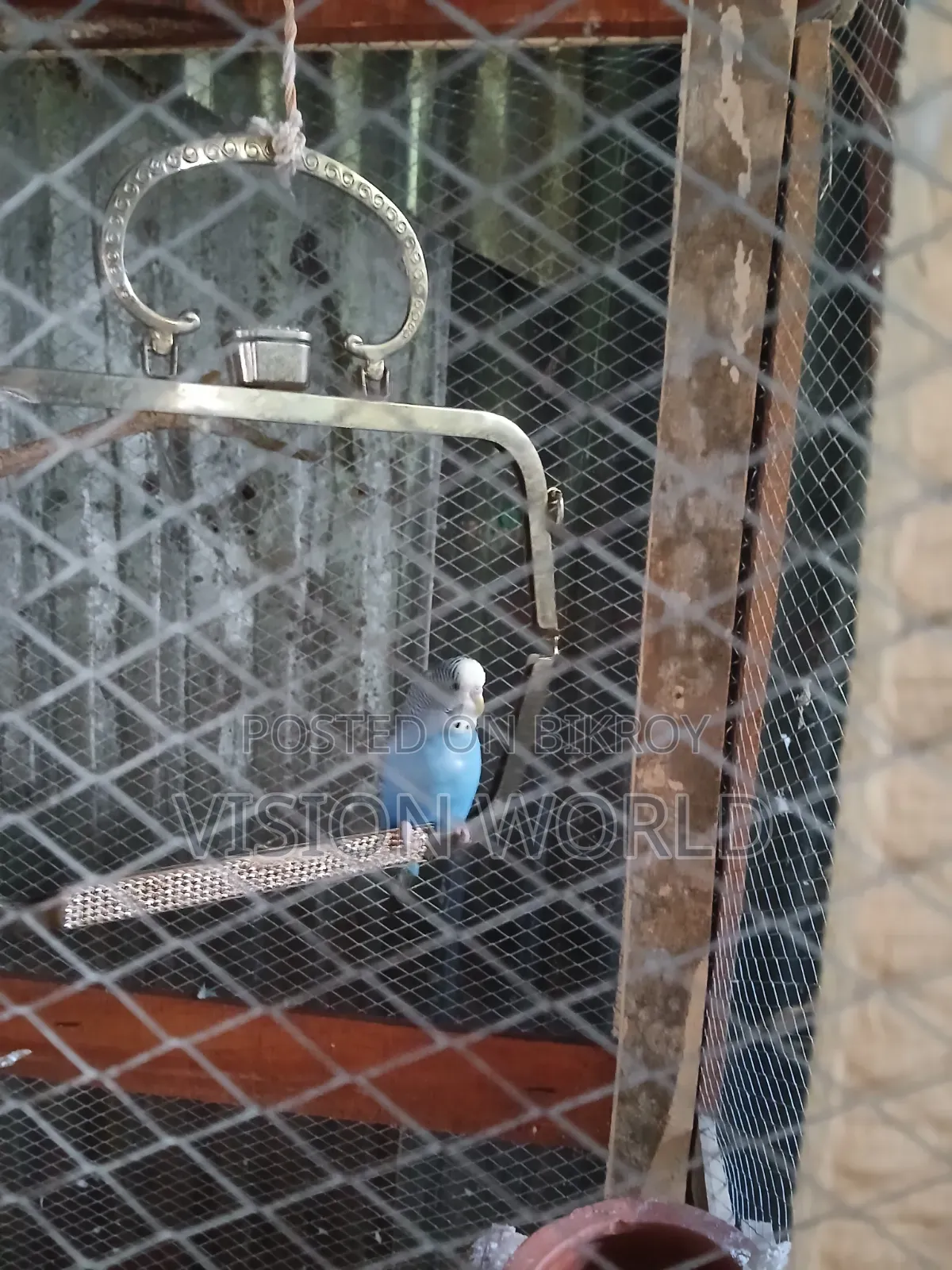 New adult three-piece male budgerigar for sale