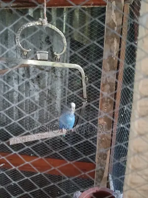 New adult three-piece male budgerigar for sale