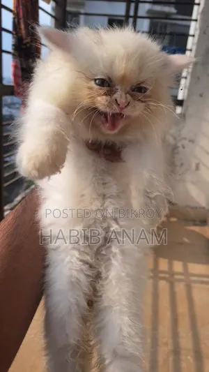 1-3 Months Female Purebred Persian
