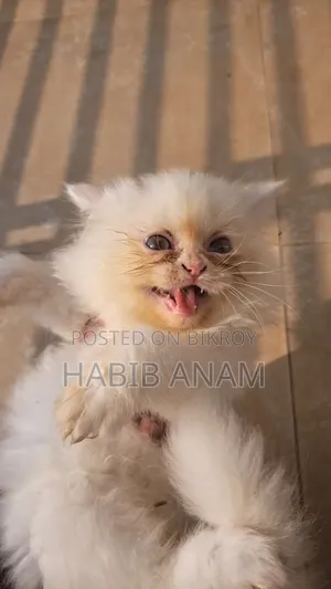 1-3 Months Female Purebred Persian