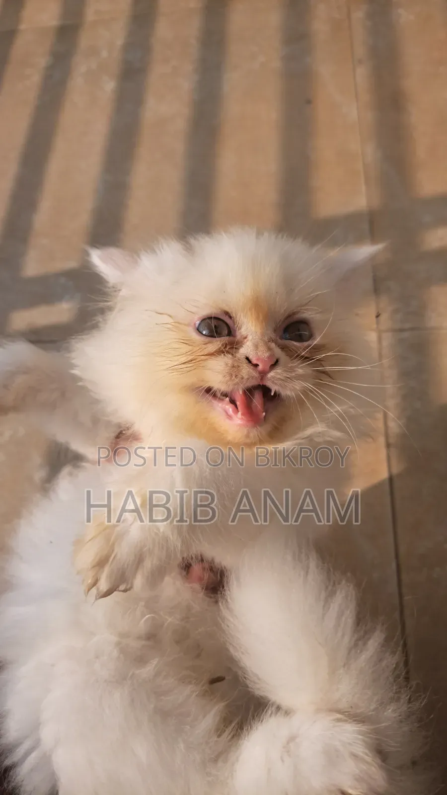 1-3 Months Female Purebred Persian