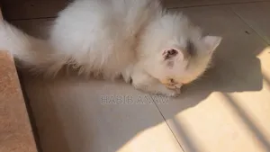 1-3 Months Female Purebred Persian