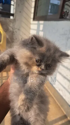 1-3 Months Female Purebred Persian