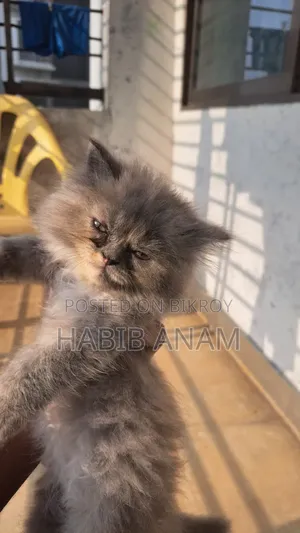 1-3 Months Female Purebred Persian