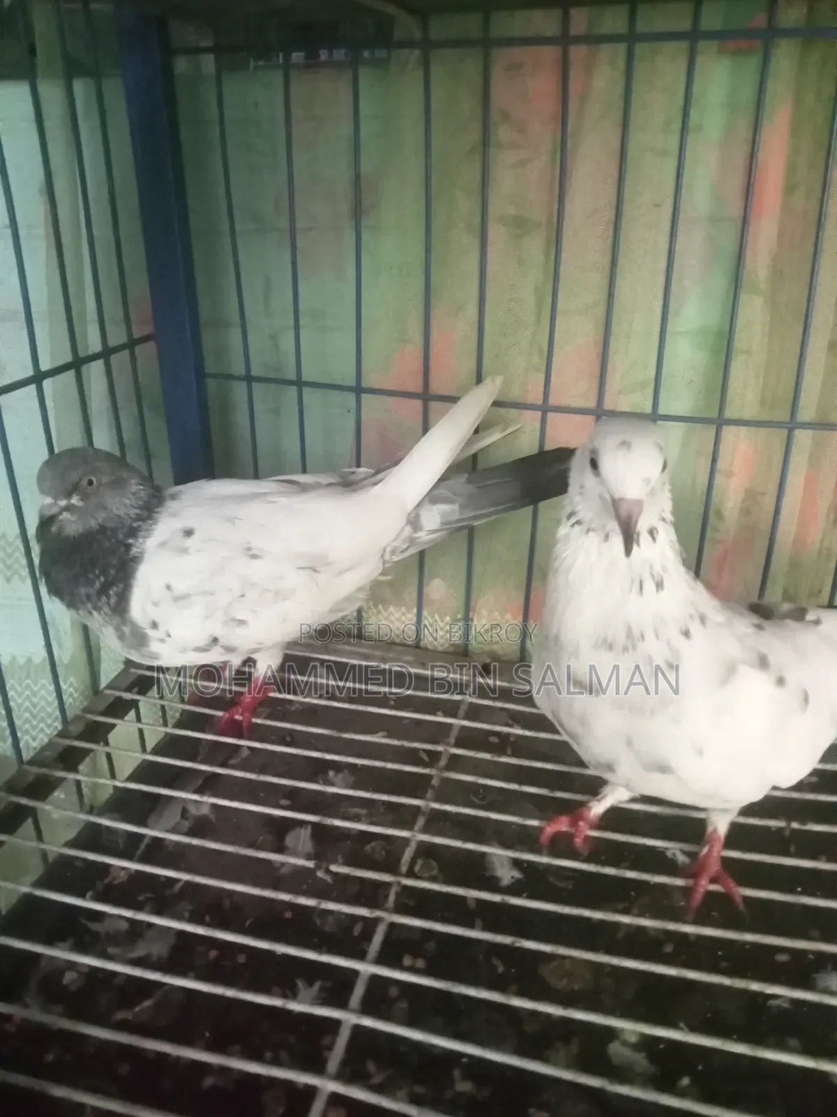 Pigeon Sale