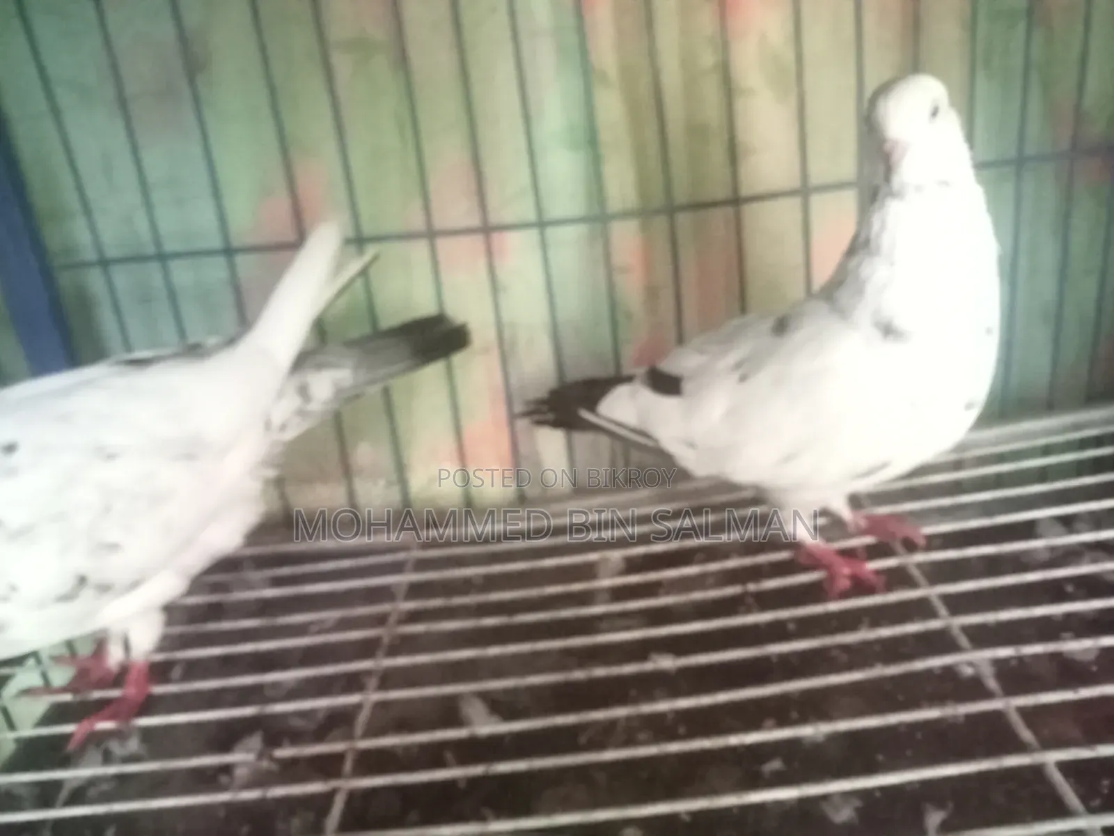 Pigeon Sale