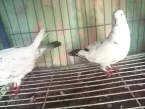 Pigeon Sale