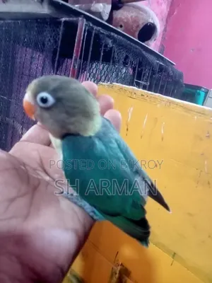 লাভবার্ডস বেবি