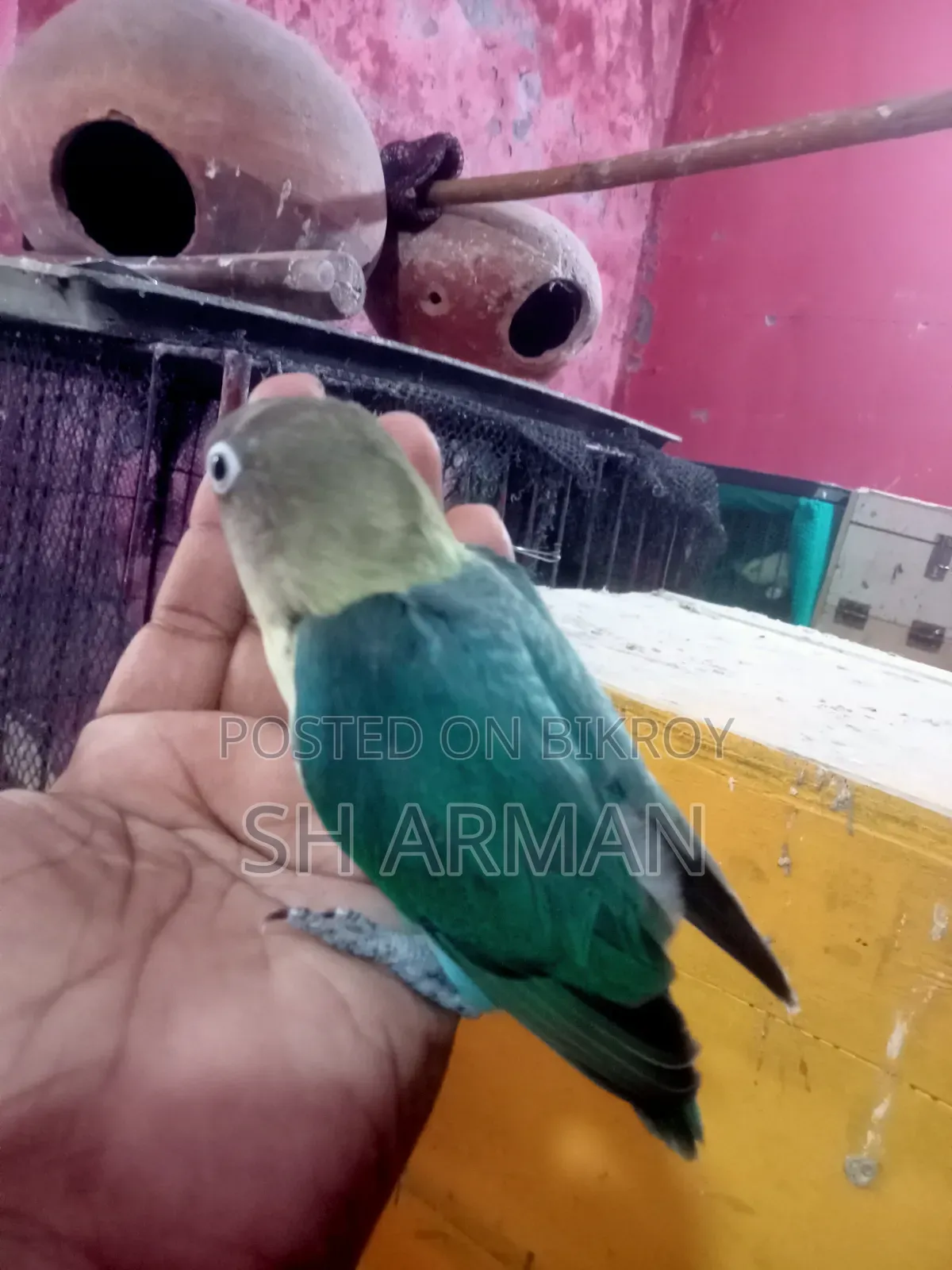 লাভবার্ডস বেবি