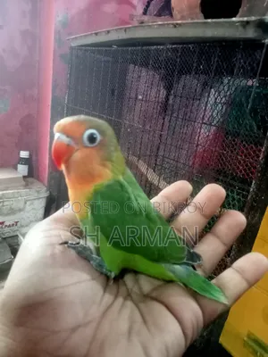 লাভবার্ডস বেবি