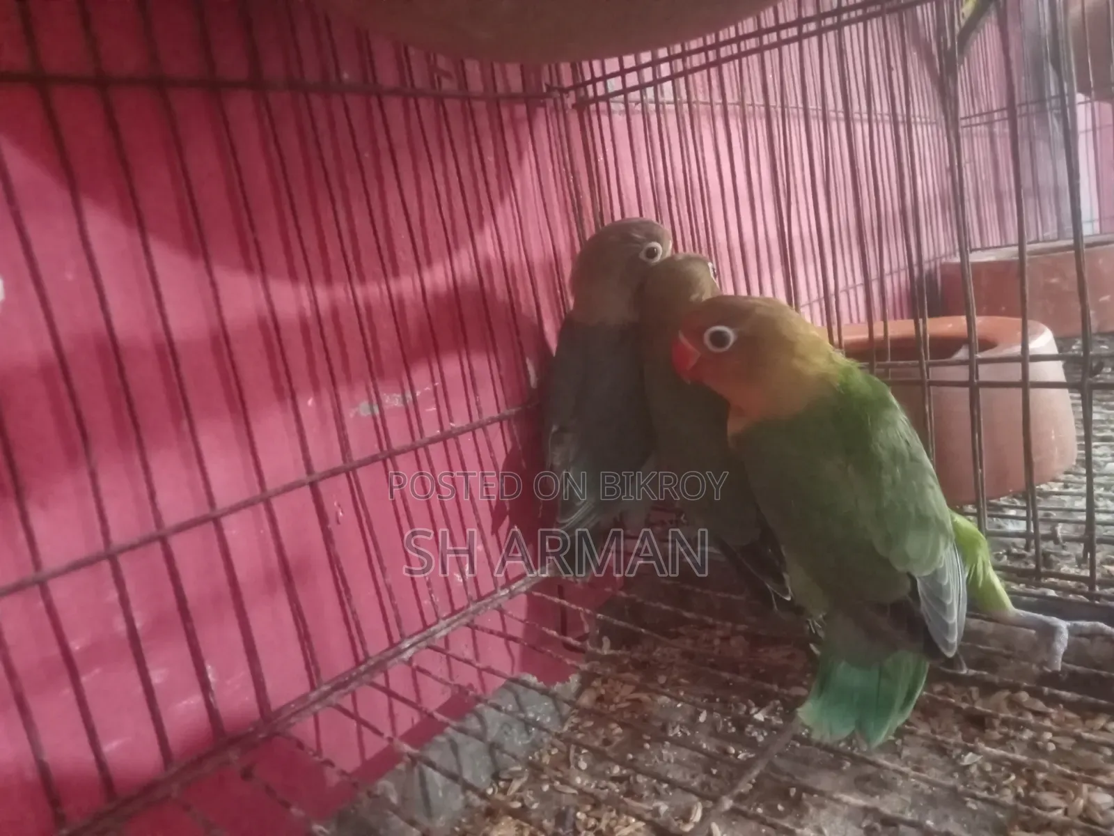লাভবার্ডস বেবি