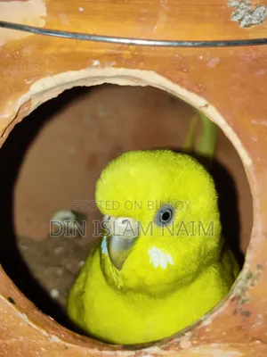 Budgerigar bird running pair