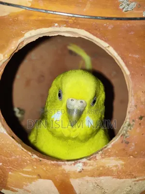 Budgerigar bird running pair
