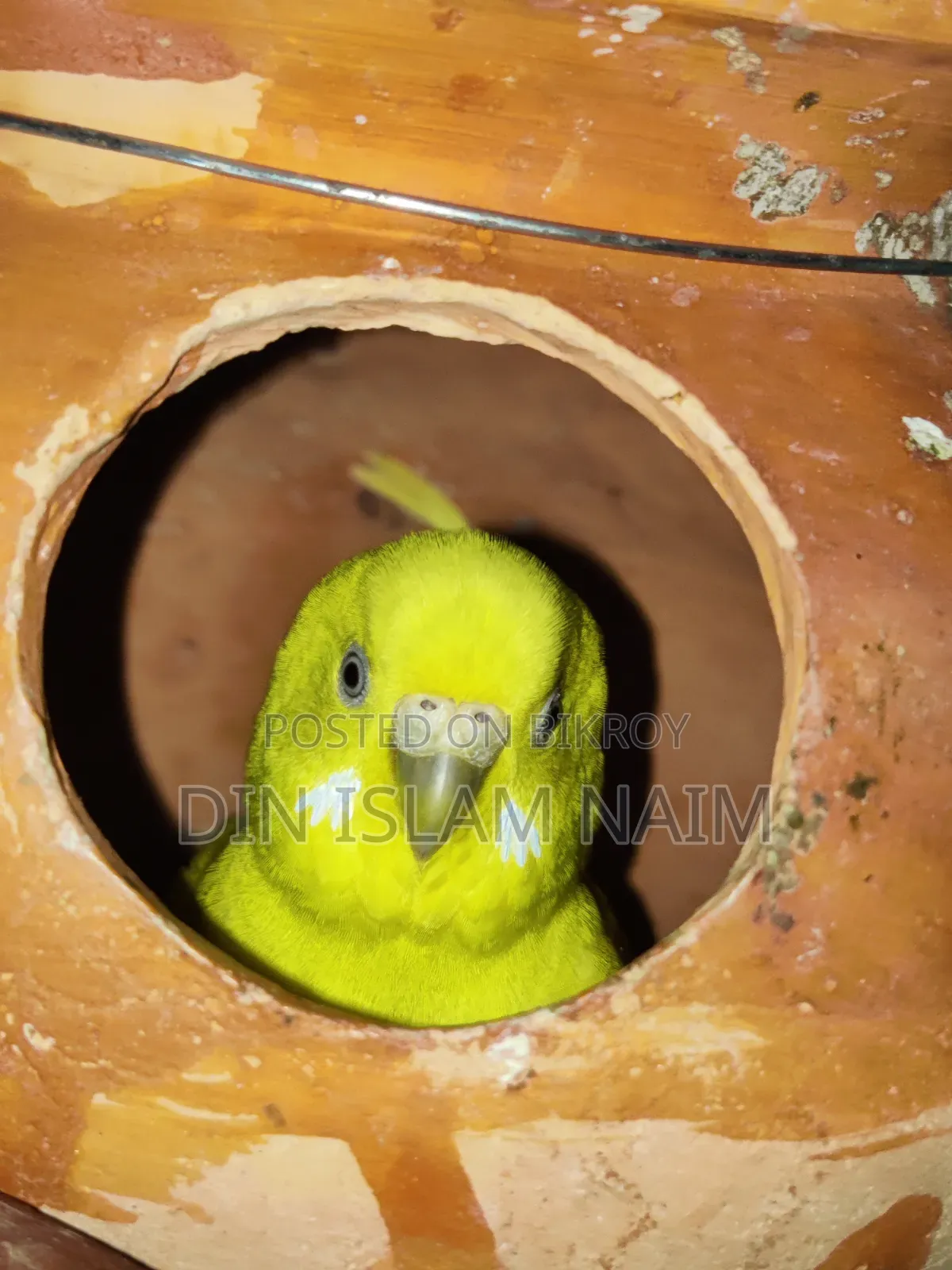 Budgerigar bird running pair