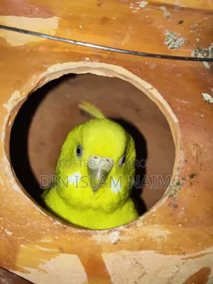 Budgerigar bird running pair