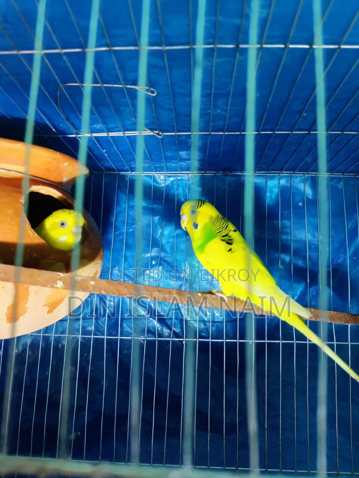 Budgerigar bird running pair