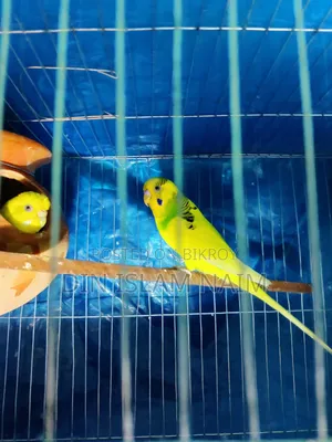 Budgerigar bird running pair