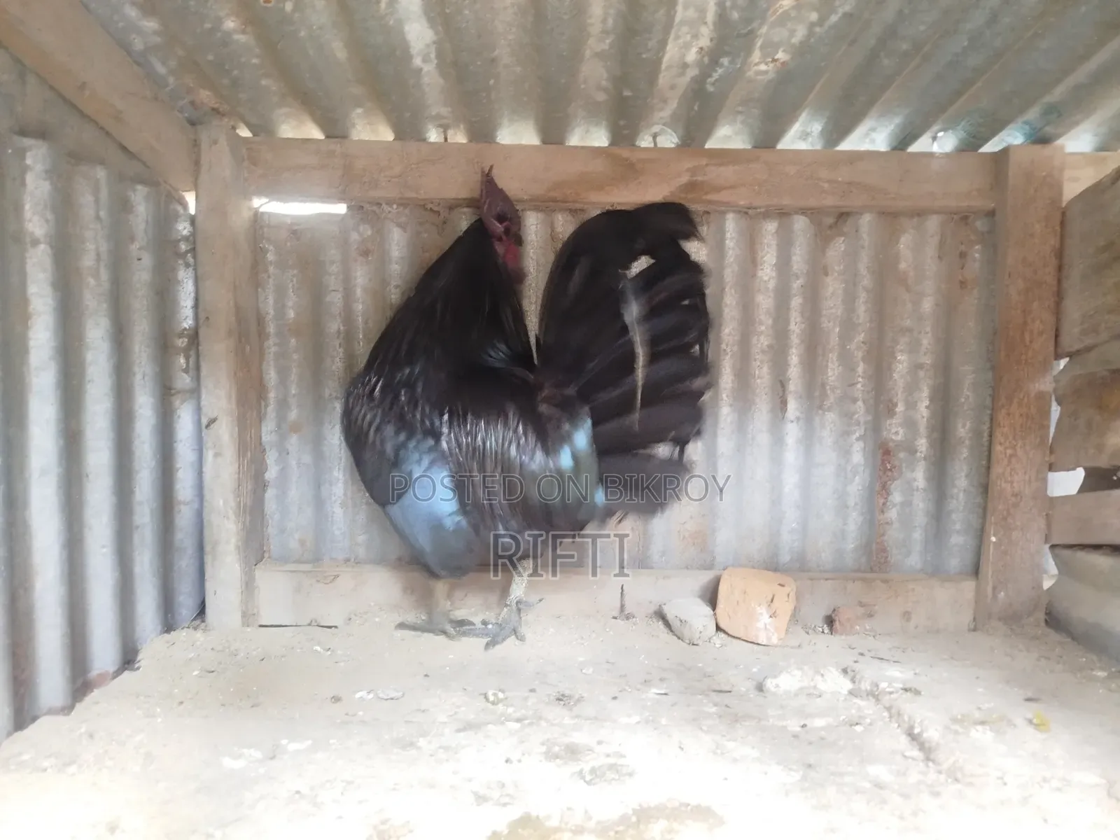 কাদাকনাথ মুরগি