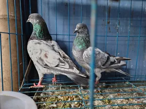 Green Neck + Bagha