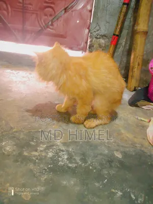 ৬-১২ মাস বয়সী নারী বিশুদ্ধ জাতের পার্সিয়ান