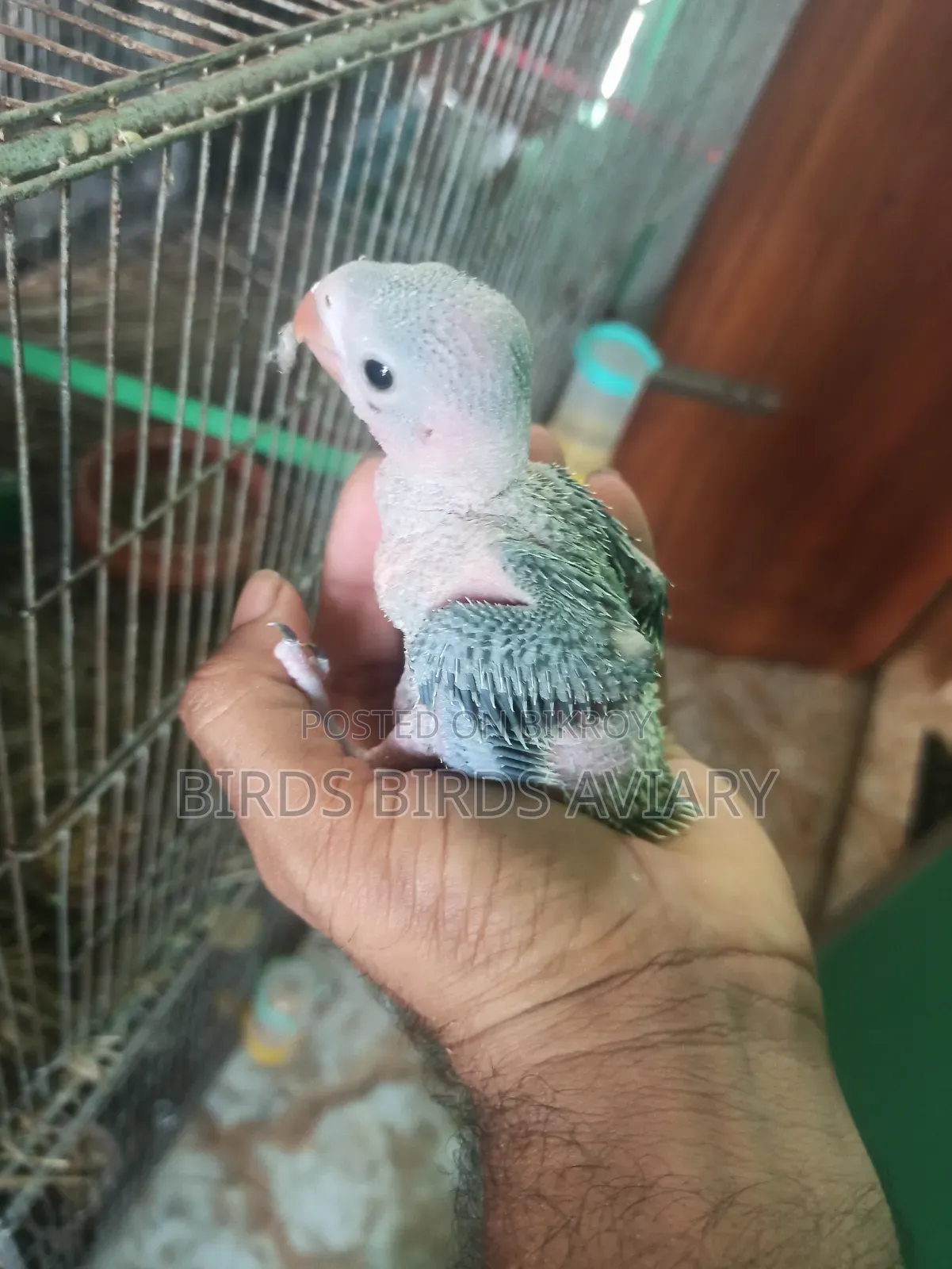 Ring Neck Baby Parrot