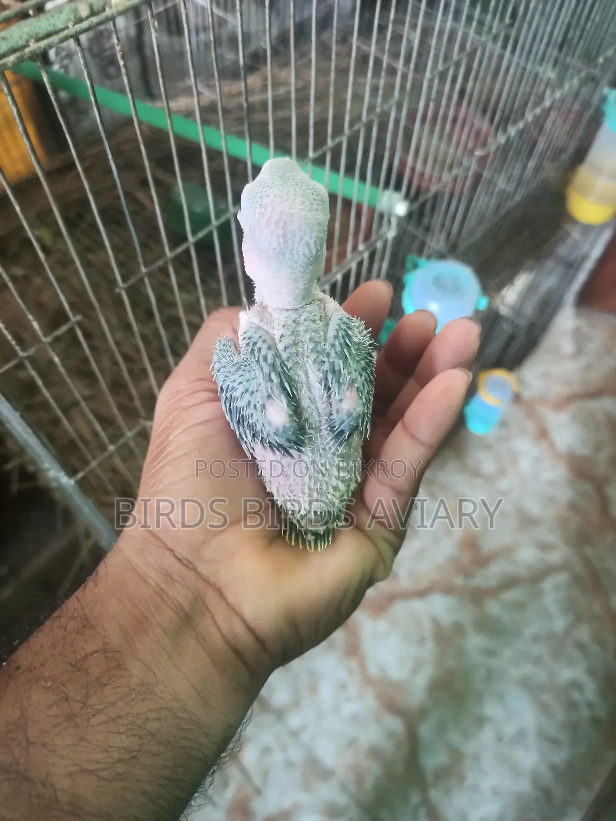 Ring Neck Baby Parrot
