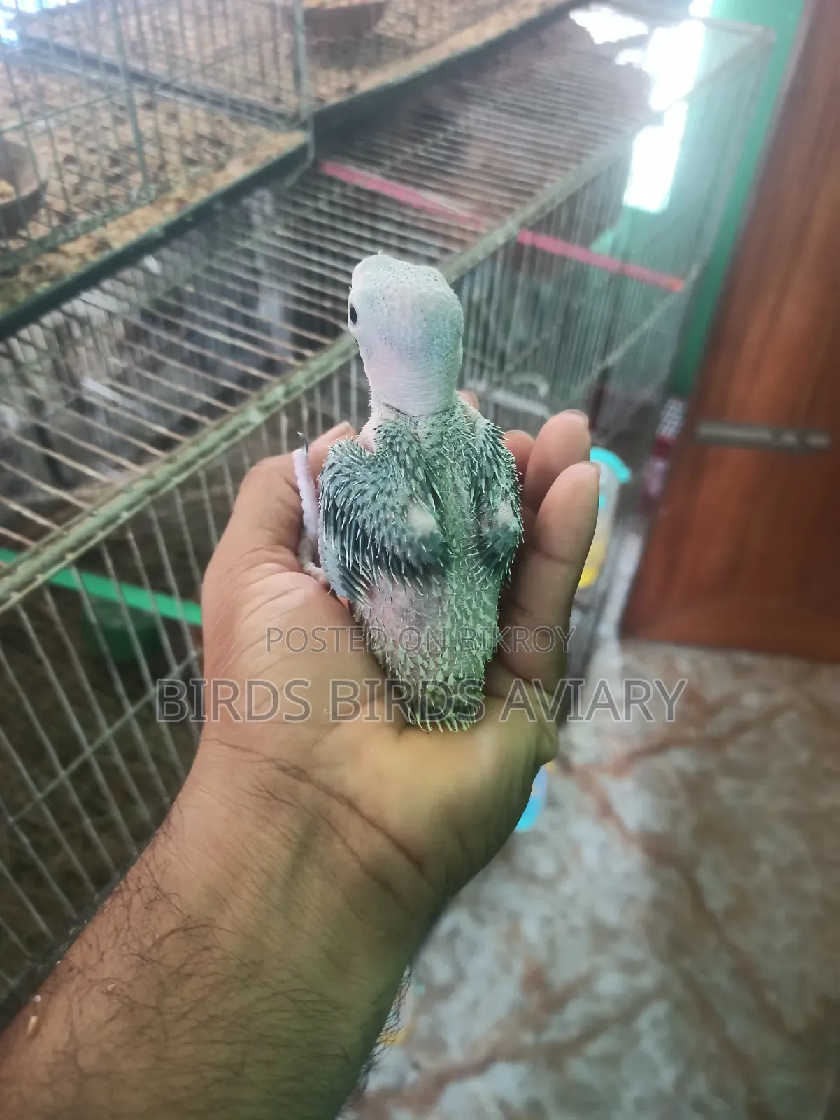 Ring Neck Baby Parrot