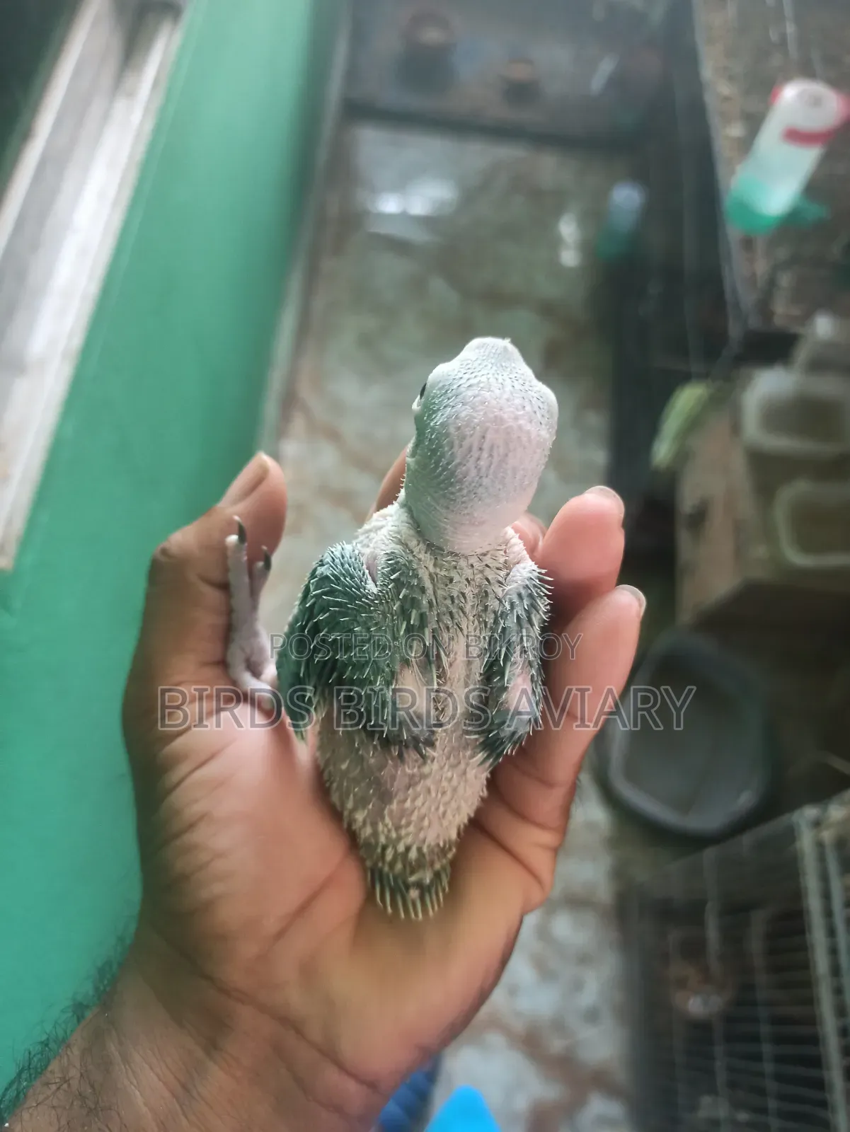 Ring Neck Baby Parrot