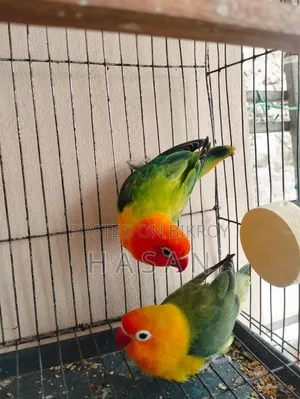 Love Bird Green Fisher