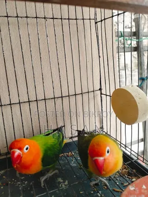 Love Bird Green Fisher