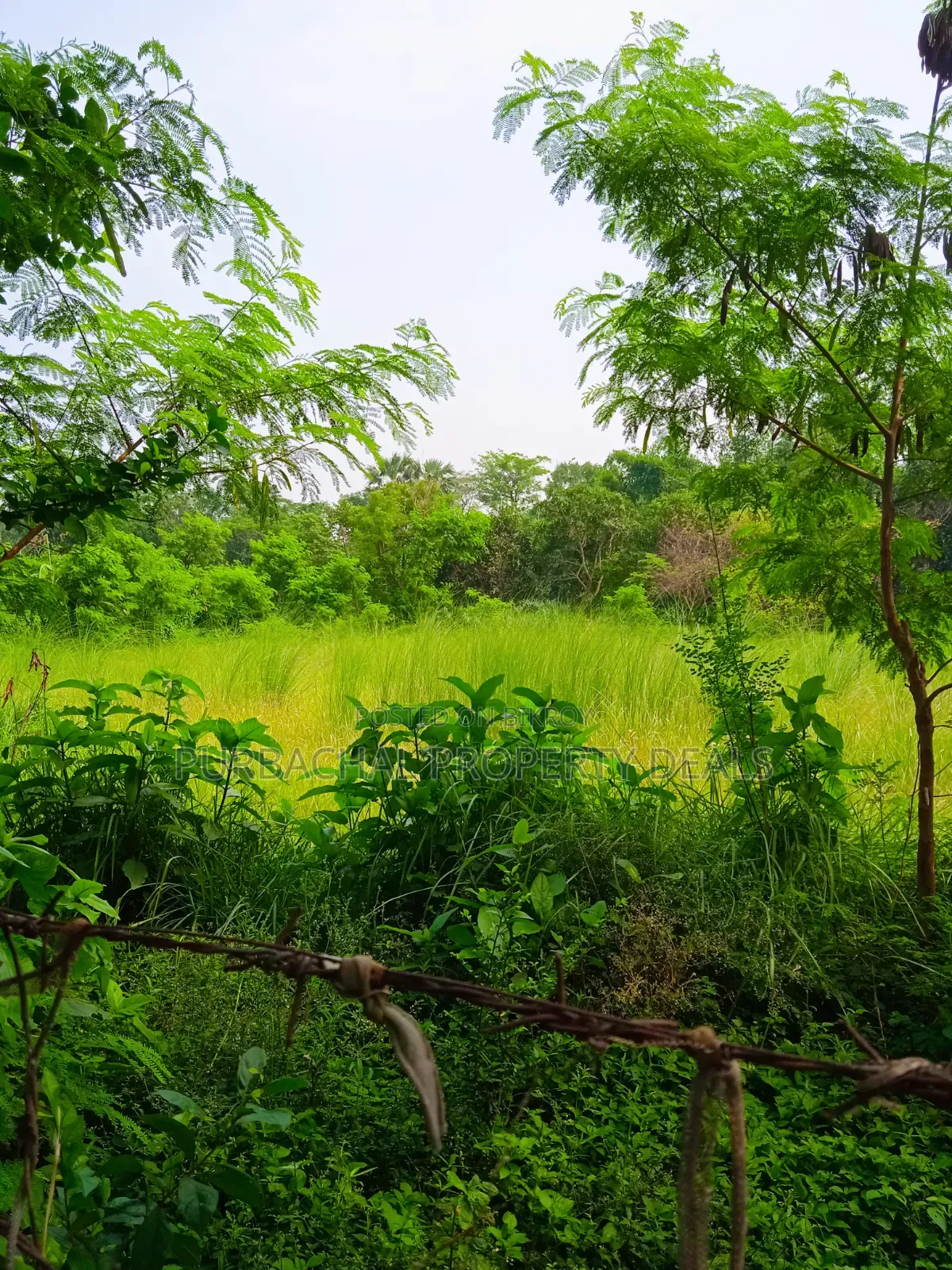 অল্প মূল্যে পূর্বাচলে ৯০ শতক জমি বাগান বাড়ি-ফার্ম হাউসের জন্য উপযোগী